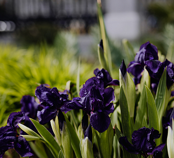 Приватные дворы